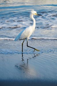 Bird on a lake