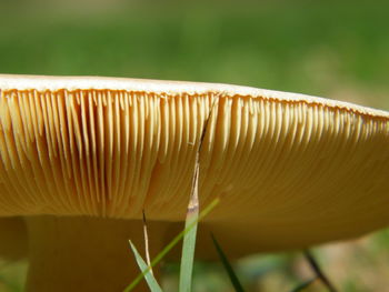 Close-up of mushroom