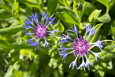 Close-up of purple flowers blooming outdoors