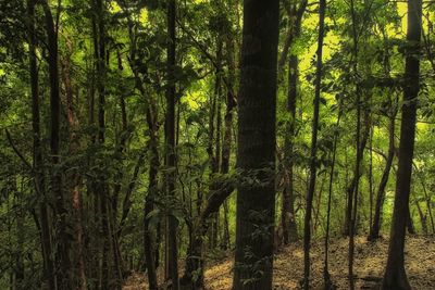 View of trees in forest