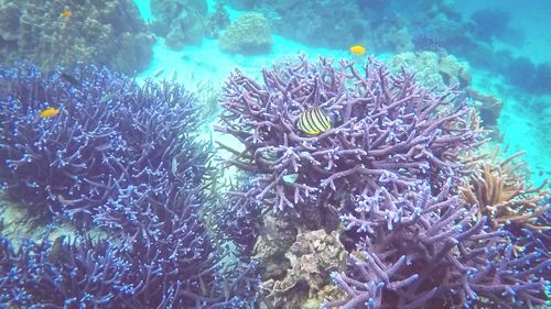 View of coral underwater