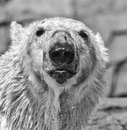 Portrait of polar bear in henry vilas zoo
