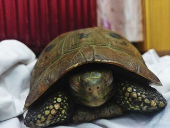 Close-up of a turtle