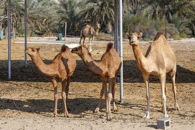 Full length of camels standing on land