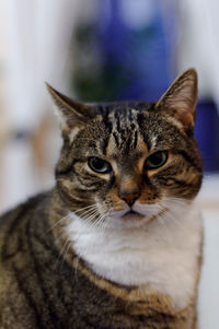 Close-up portrait of cat