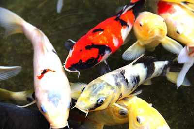 Close-up of koi fish in water