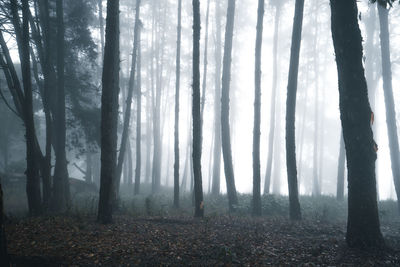 Trees in forest