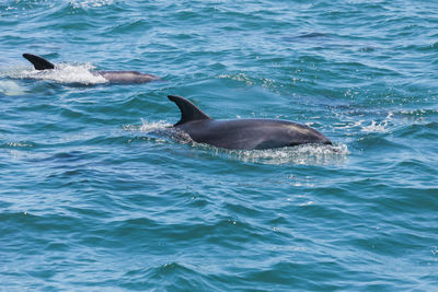 View of swimming in sea