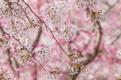 Close-up of pink cherry blossoms in spring