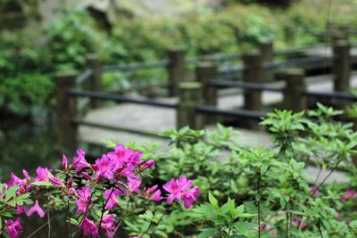 Close-up of pink flowers