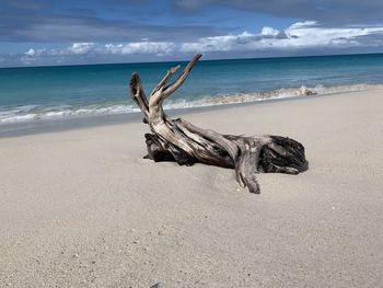 Driftwood on beach