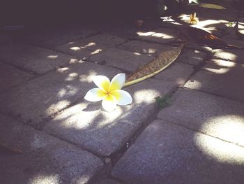 Close-up of white flowers