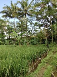 View of palm trees in field