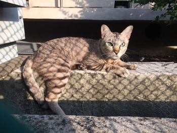 Portrait of a cat sitting on floor