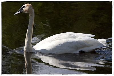 Close-up of swan swimming on lake