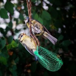 Close-up of bird perching on branch