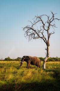 Elephant on field against sky