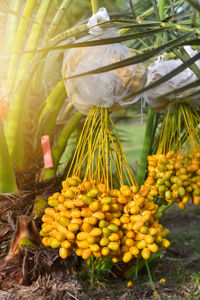 Close-up of fruits for sale