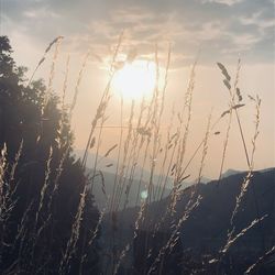 Scenic view of field against sky during sunset