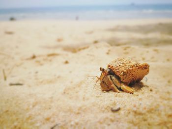 Close-up of crab on sand at beach