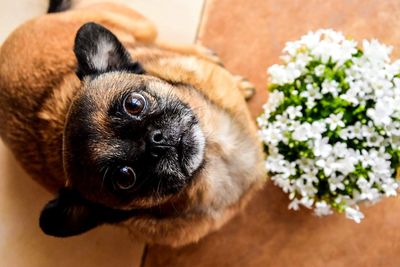High angle portrait of dog by flowering plant