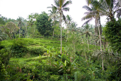 Scenic view of palm trees on field against sky