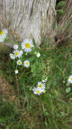 Close-up of white flowers blooming outdoors