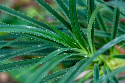 Close-up of wet plant