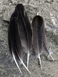 High angle view of peacock