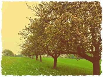 Trees on grassy field