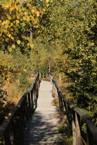 Footpath amidst trees in forest