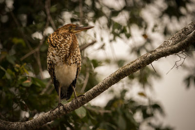 Low angle view of rufescent tiger heron perching on branch