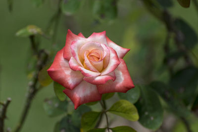 Close-up of pink rose blooming outdoors