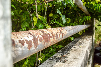 Close-up of rusty metal on wood