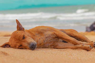 View of a dog sleeping on beach