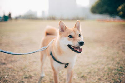 View of a dog looking away