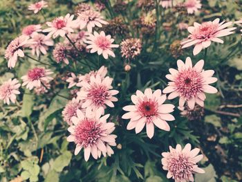 Close-up of pink flowering plants