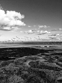 Birds flying over sea against sky