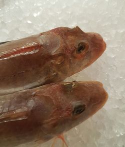 Close-up of fish in water