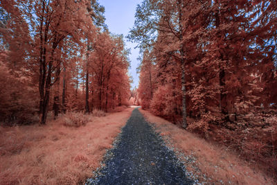 Road amidst trees in forest during autumn