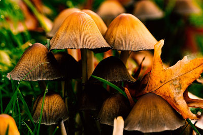 Close-up of mushrooms growing on field