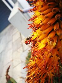 Close-up of yellow flowers