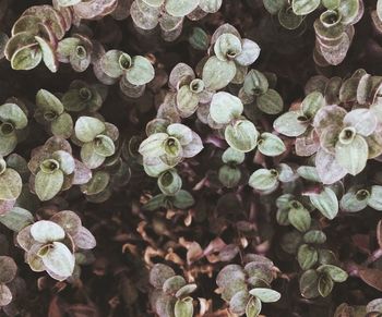 Full frame shot of plants outdoors