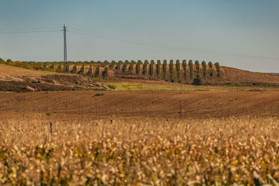 Scenic view of agricultural field against clear sky