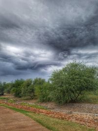 Trees on field against storm clouds