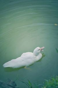 High angle view of seagull swimming in lake