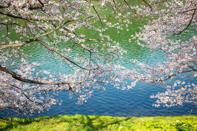 Cherry blossoms in spring