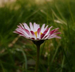 Close-up of flower blooming outdoors
