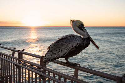 Bird perching on railing against sea during sunset