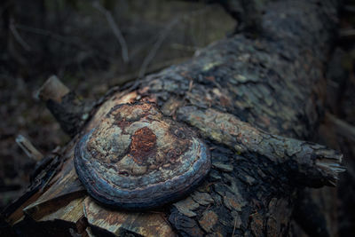 Close-up of lizard on tree trunk